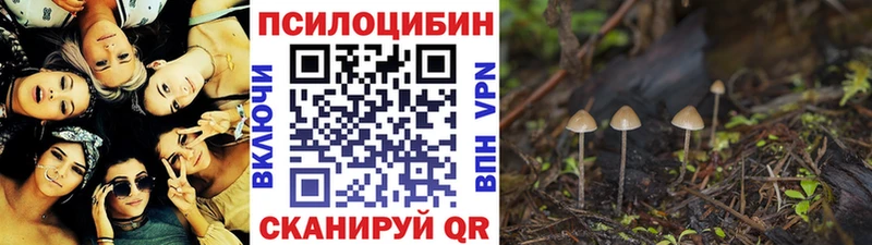 Псилоцибиновые грибы Psilocybe Луза